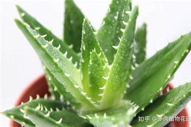 芦荟施什么肥比较好