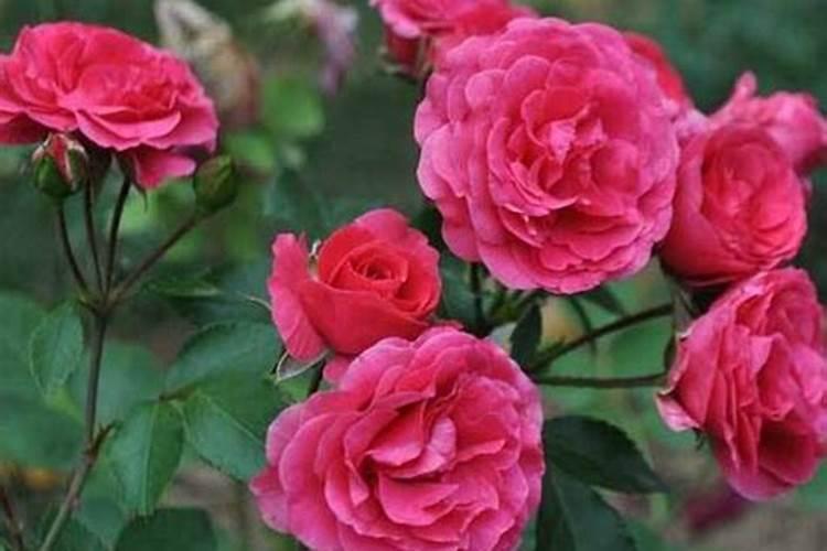 月季花怎么施肥月季花施什么肥好