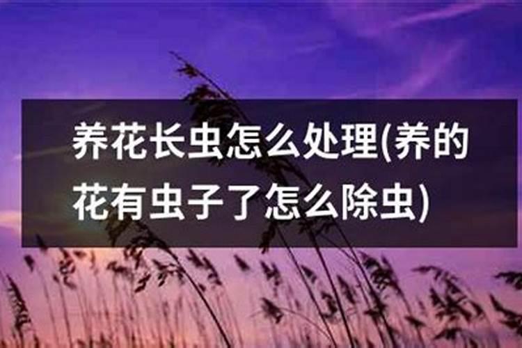 植物长虫怎么处理？
