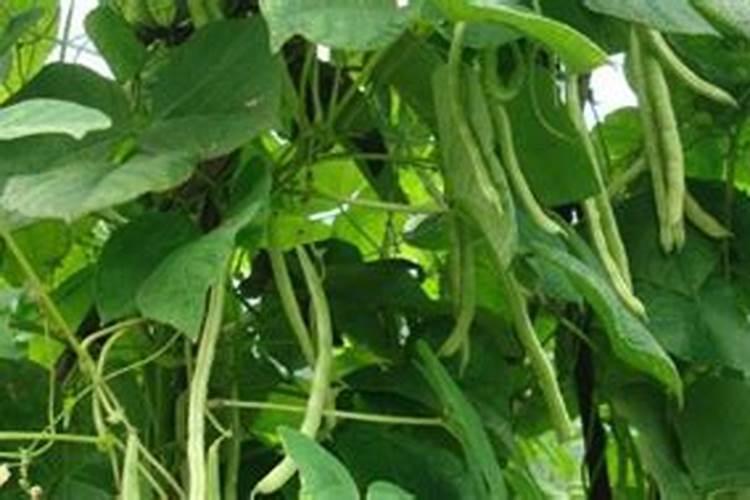花期芸豆能喷芸苔素吗叶片发黄？