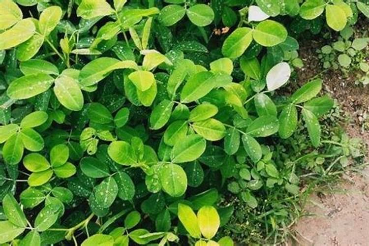 芸豆盛花期能打药吗？