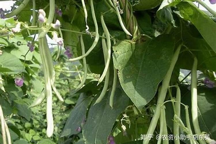 芸豆根系很好,叶片发黄是怎么回事？