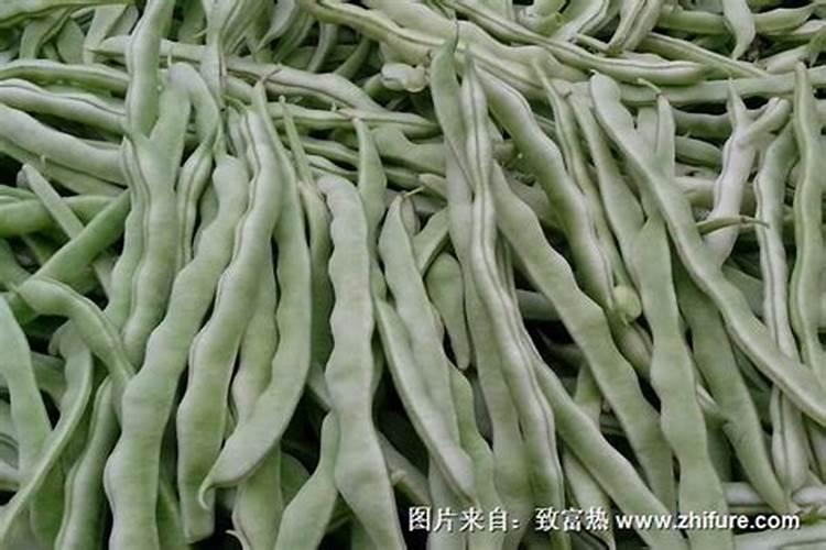 大棚芸豆开花期可以打芸苔素吗