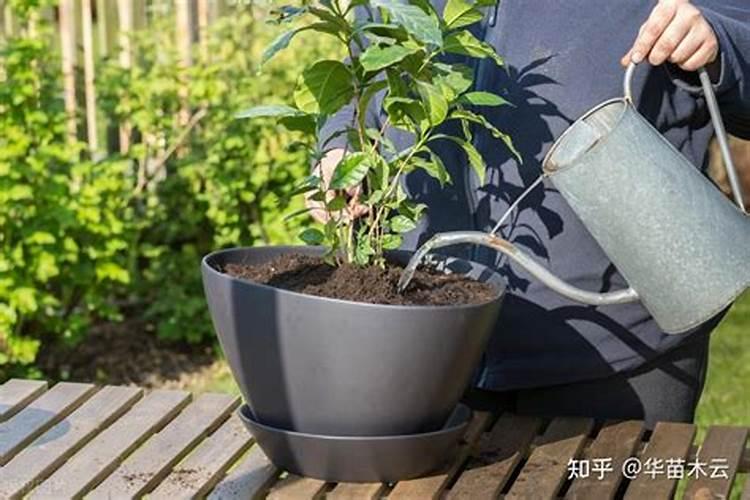 怎么给植物施肥 给花施肥的正确方法