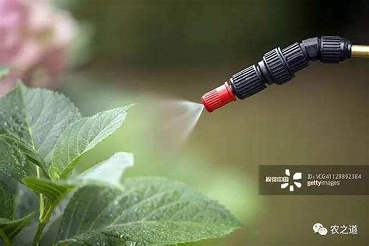 喷施宝叶面肥的功效,有助于开花吗