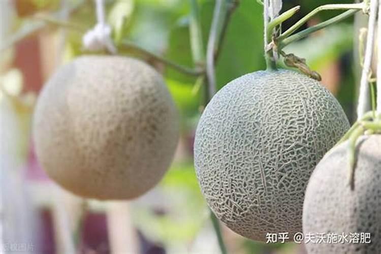甜瓜用哪种复合肥最好
