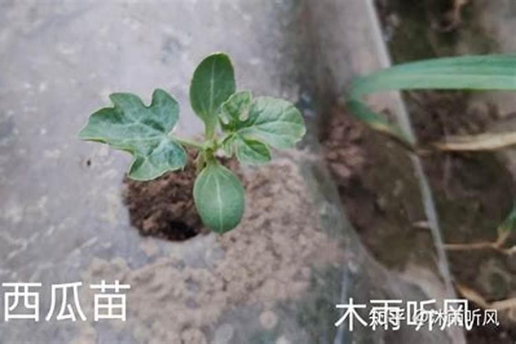 西瓜苗用什么叶面肥生根壮苗快？