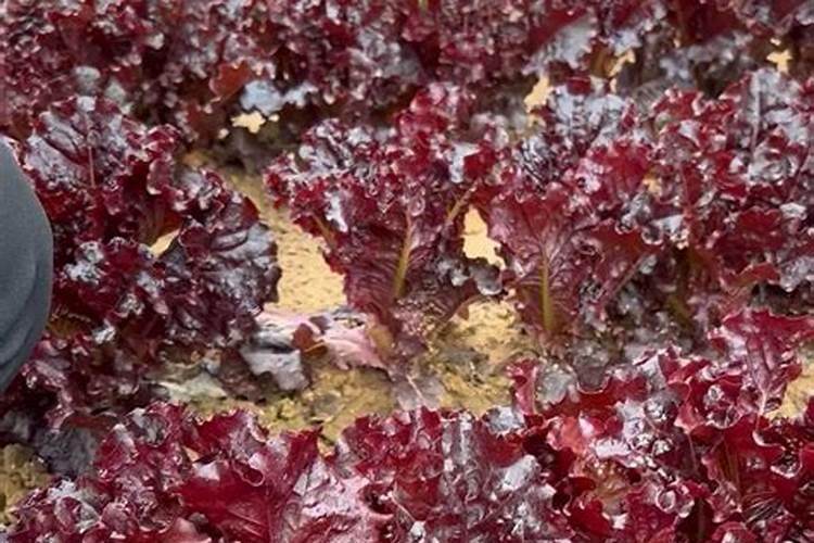 菜心怎么种才不招虫 种菜心不招虫方法