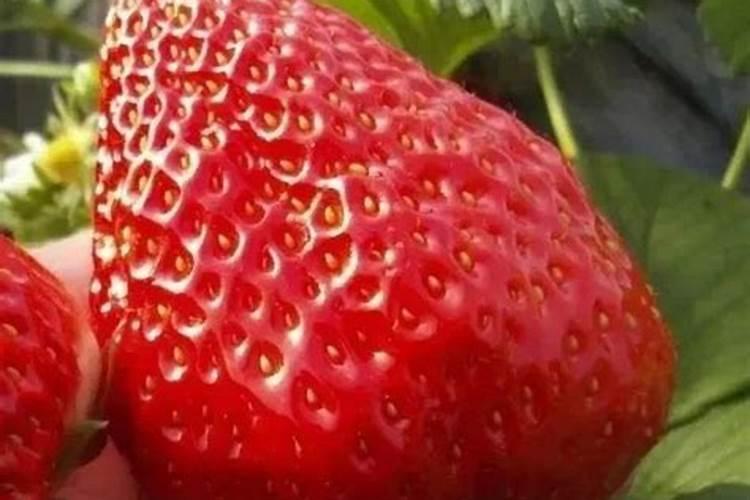 草莓大量元素有哪些种类？