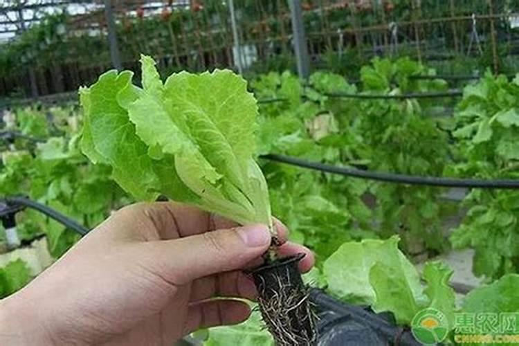 生菜最怕什么肥料