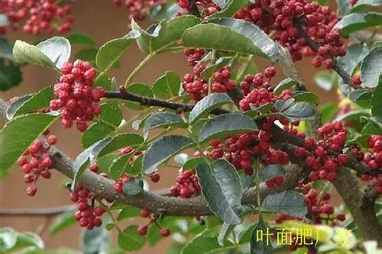 花椒树什么时候可以喷施叶面肥呢？