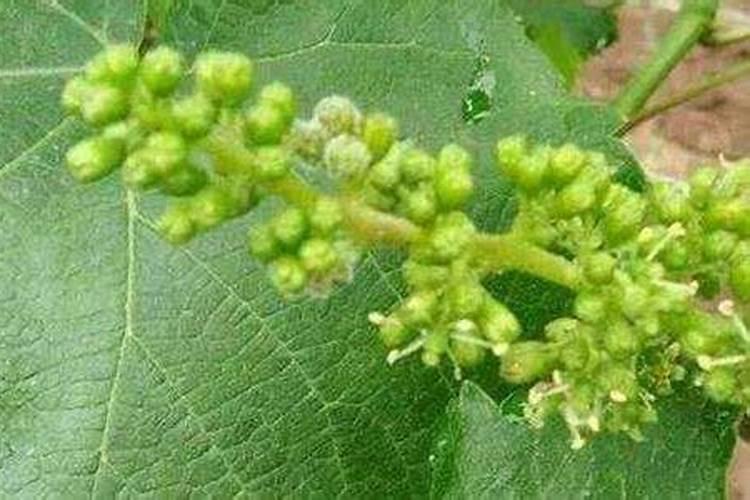 葡萄氮肥过量不长花序怎么办呢？
