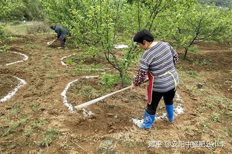 小桃苗施氮肥施多了怎么办呢？