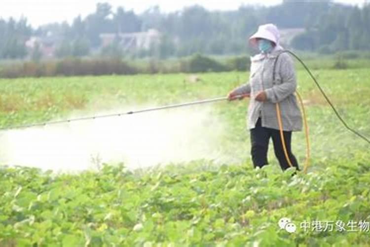 黄豆出苗是否可以喷叶面肥水？