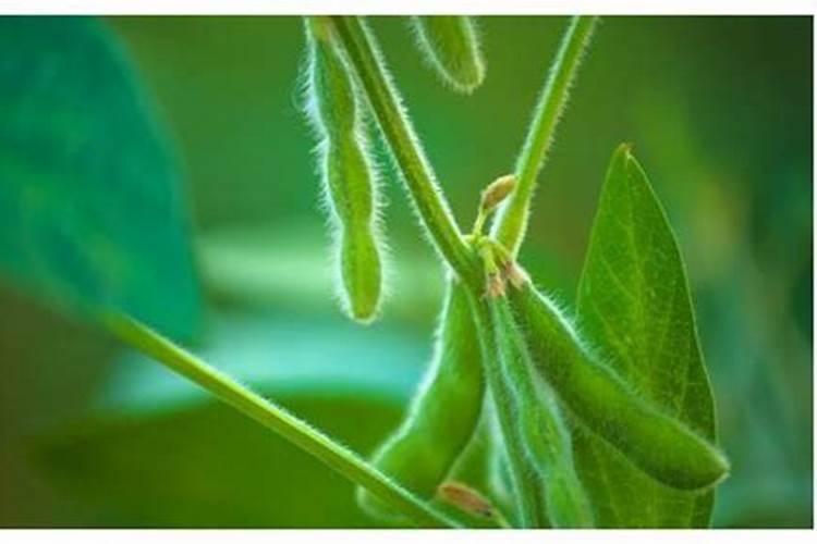 黄豆盛花期可不可以打叶面肥,大,黄豆开花期,能不能打叶面肥？