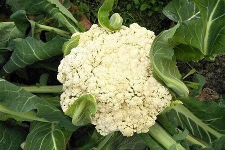 蓝花菜用什么叶面肥最好？
