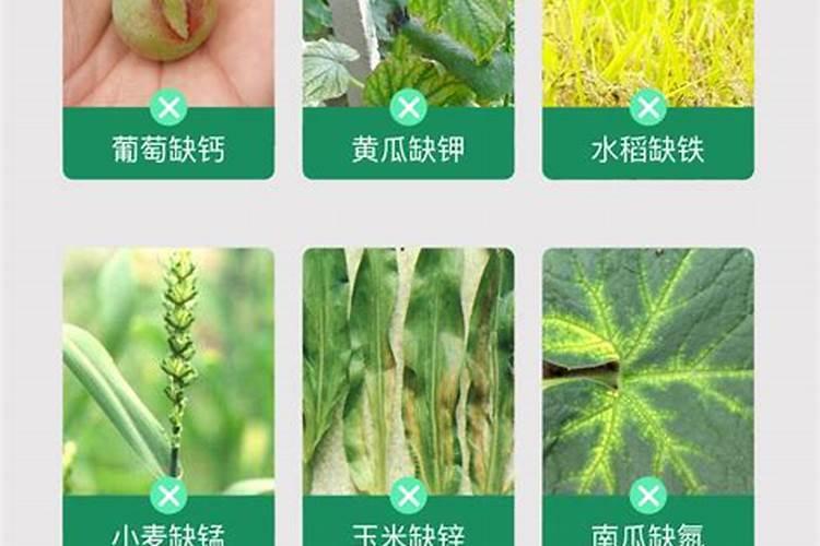 怎样检测复合肥中的氮磷钾