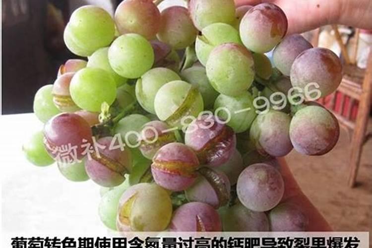 葡萄科学补钙提高果实品质,如何科学补钙？