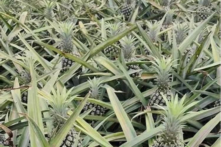 菠萝怎样施施肥长的快？