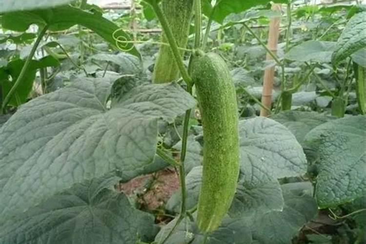 黄瓜定植后浇什么肥料