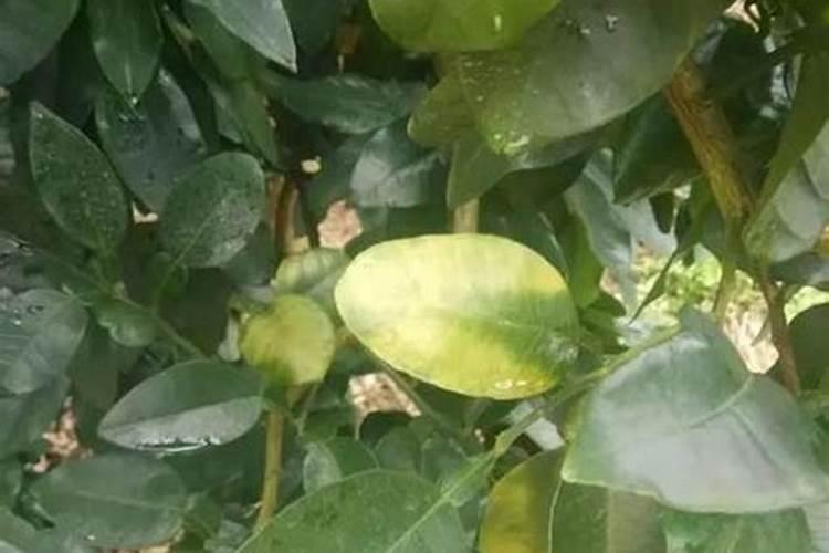 柑橘黄叶的原因及防治办法