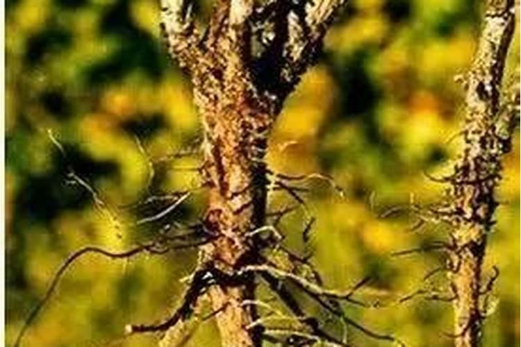 小柴胡种植需要满足怎样的肥力条件？