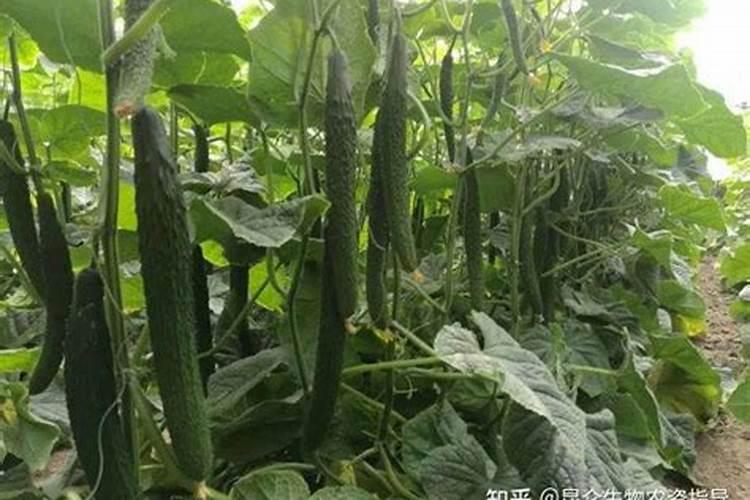黄瓜一直用高钾冲施肥,为什么还是细腰瓜很多,苗子很好,也没病害百 ...