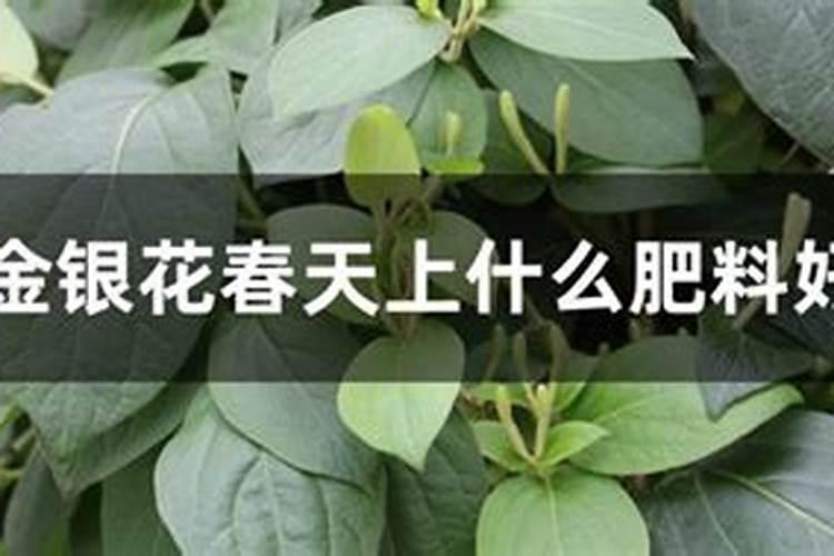 金银花春天上什么肥料好