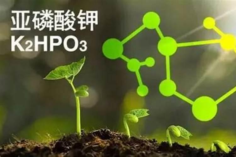 亚磷酸钾能控旺多久