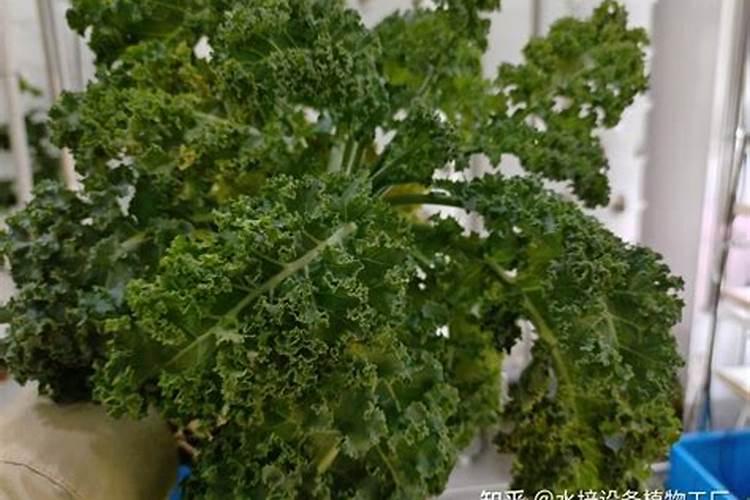 羽衣甘蓝冬天怎么浇水