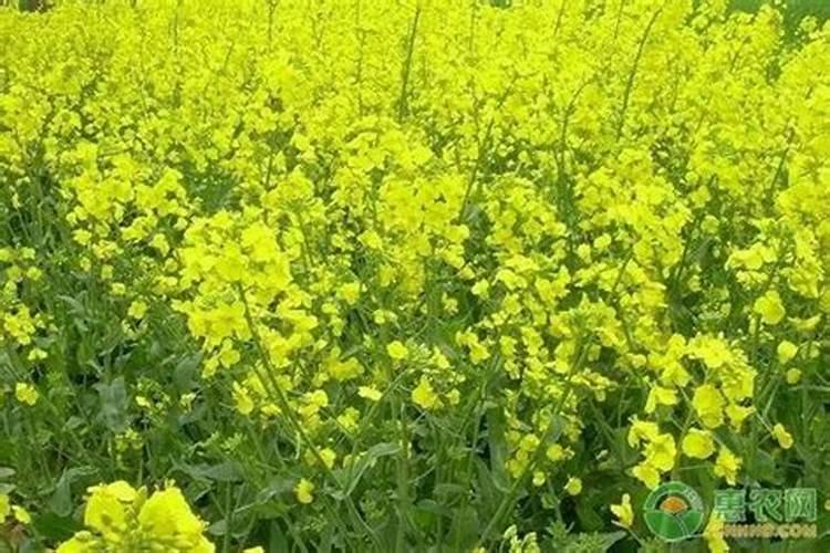 杂交油菜“绵油15号”栽培技术的方法有那些？