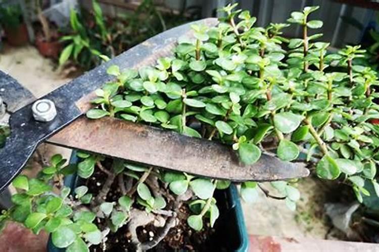 春季怎么养金枝玉叶植株枝粗叶茂