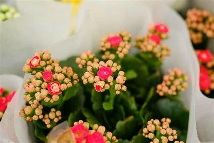 长寿花是否能喷叶面肥水？