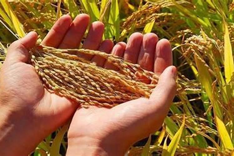 古代一亩地能产多少粮食？