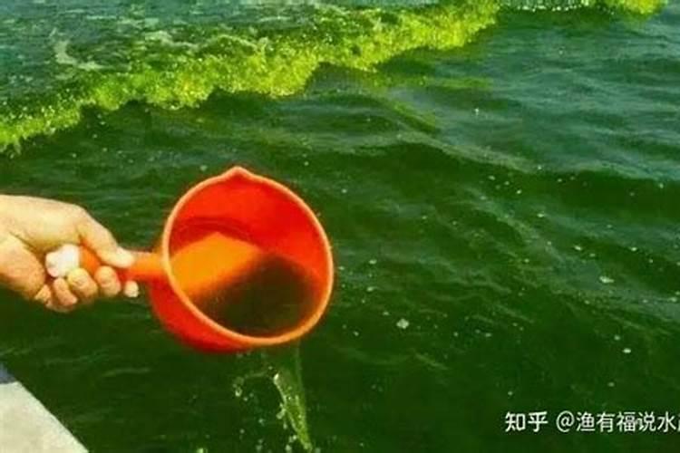 小球藻需要含氮肥吗为什么不能养？