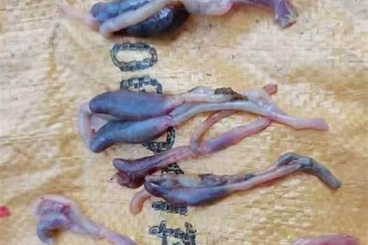 如何培养球虫及注意事项？