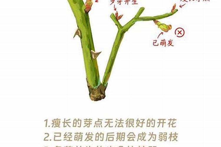 月季花枯枝需要怎么处理呢