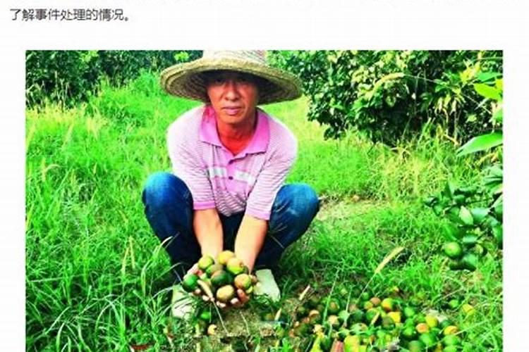 红蜘蛛神药矿物油使用禁忌多!清园的时候,你用对了吗？