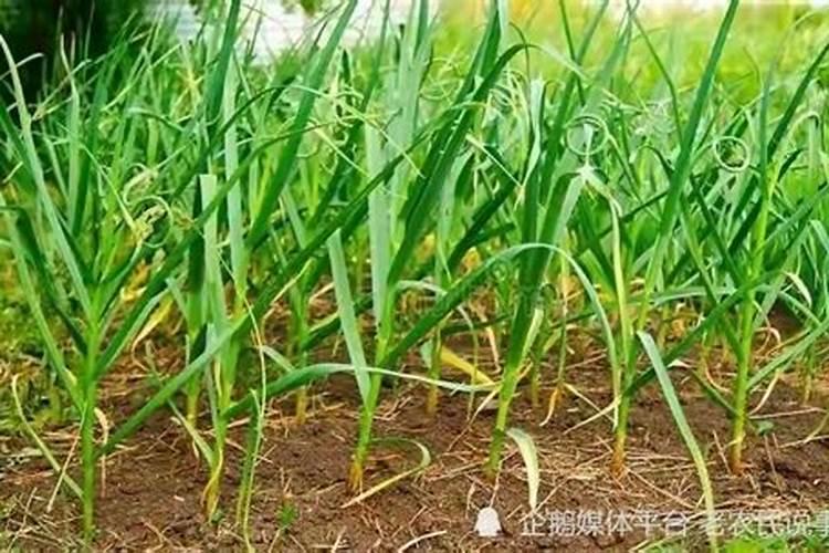 在大蒜的返青期,怎样浇水才能不影响产量？