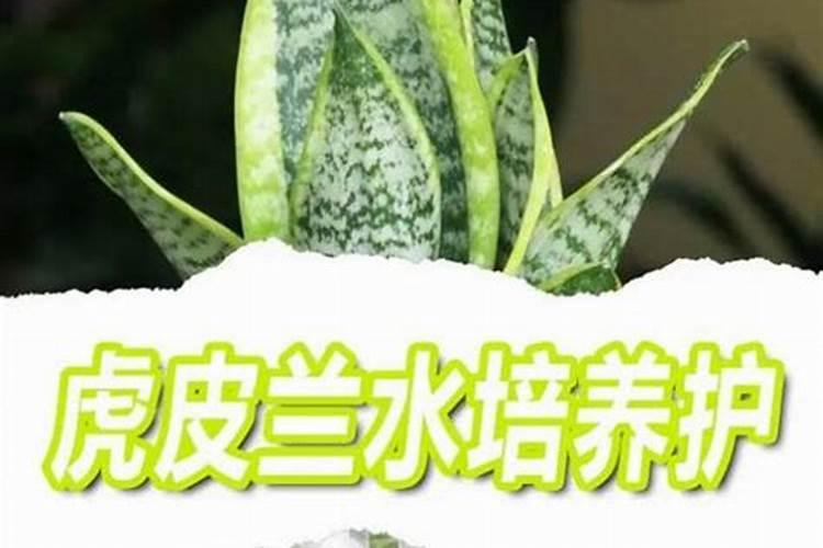 虎皮兰叶面肥怎么浇水最好？
