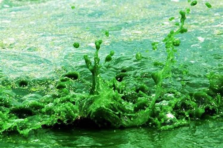 蓝藻门植物固氮吗