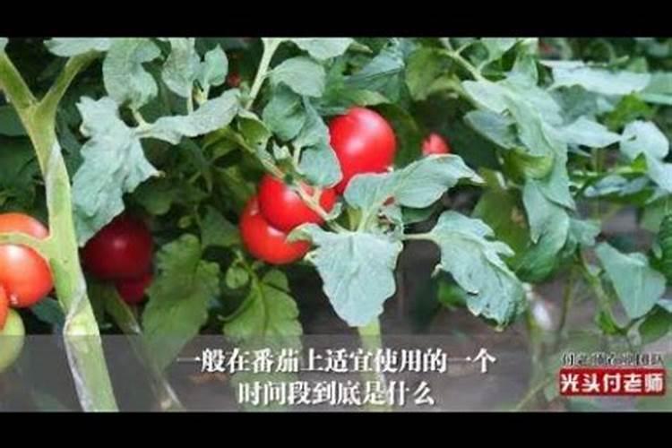 番茄补钙到底什么时间最好？很多农民补错了!难怪浪费钱还不高产百度知...