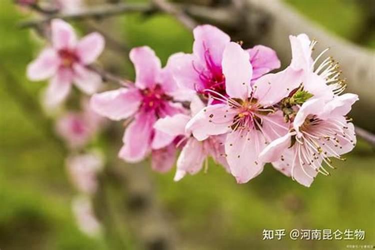 桃树膨大期用什么追肥