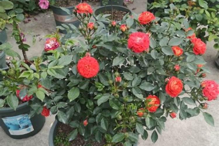 磷酸二氢钾浇月季花使用方法