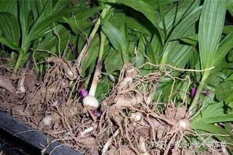 黄花菜什么时候打叶面肥最佳？