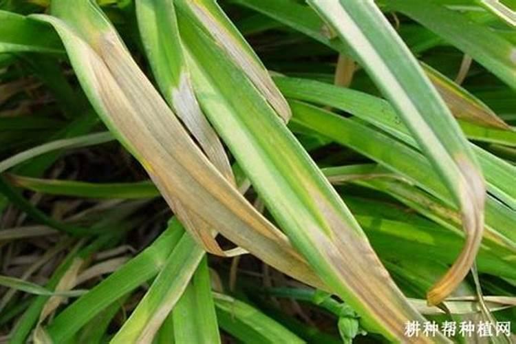 黄花菜叶斑病危害叶面,黄花菜叶斑病该怎么防治？