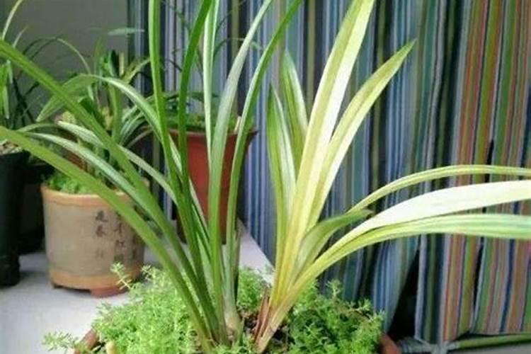 兰花开花时能施肥吗 开花的兰花能不能施肥