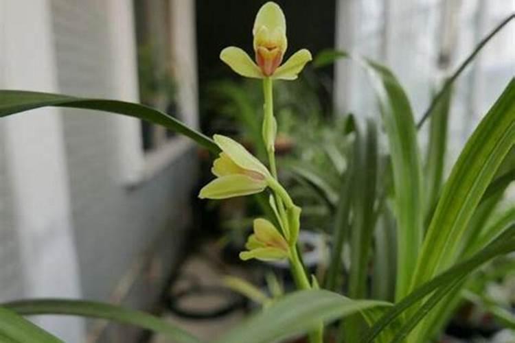 兰花开花期如何给施肥