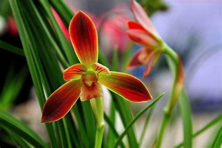 兰花花期可以施肥吗(了解兰花施肥最佳时间)