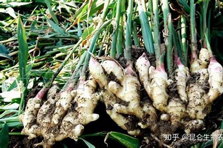 根茎类追使什么肥料好